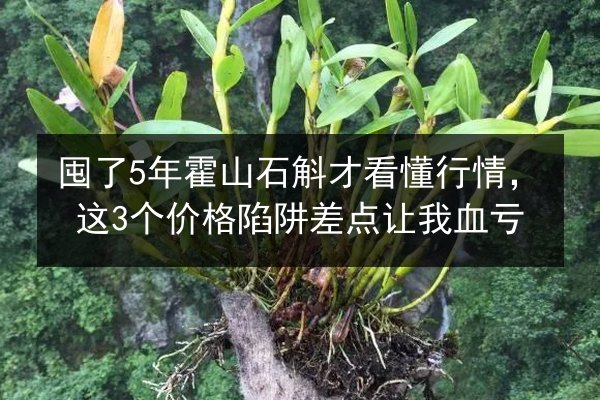 囤了5年霍山石斛才看懂行情，这3个价格陷阱差点让我血亏