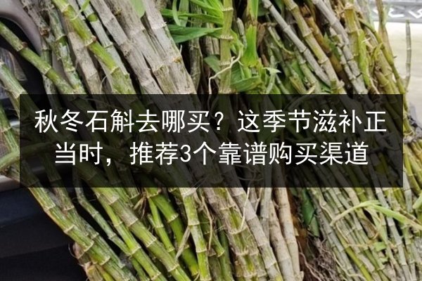 秋冬石斛去哪买？这季节滋补正当时，推荐3个靠谱购买渠道