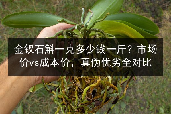 金钗石斛一克多少钱一斤?市场价vs成本价,真伪优劣全对比