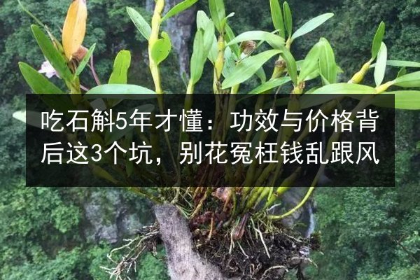 吃石斛5年才懂:功效与价格背后这3个坑,别花冤枉钱乱跟风