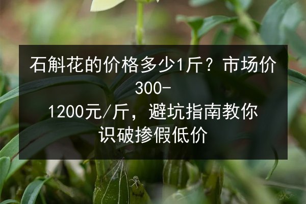 石斛花的价格多少1斤?市场价300-1200元/斤,避坑指南教你识破掺假低价